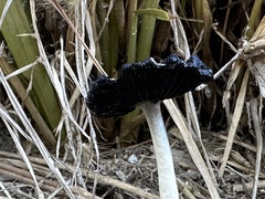 Coprinus comatus