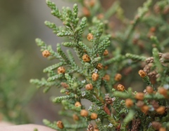 Juniperus monosperma