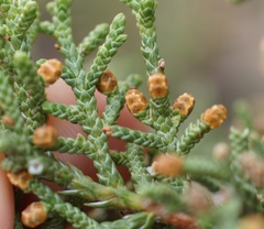 Juniperus monosperma