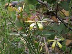 Caladenia hildae