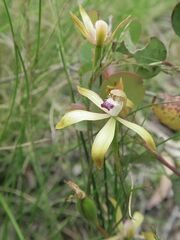 Caladenia hildae