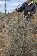 Fouquieria columnaris