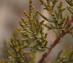 Juniperus monosperma