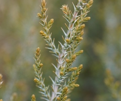 Juniperus monosperma