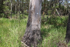 Eucalyptus tereticornis