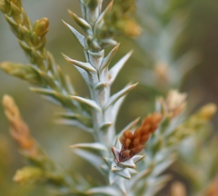 Juniperus monosperma
