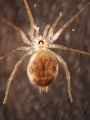 Oecobius amboseli