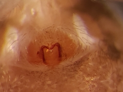 Oecobius amboseli