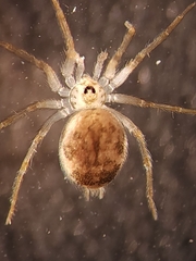 Oecobius amboseli