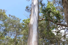 Eucalyptus tereticornis
