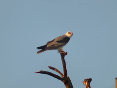Elanus leucurus