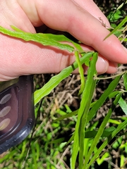 Parsonsia capsularis