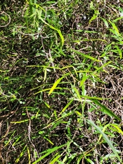 Parsonsia capsularis