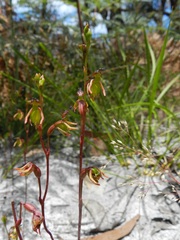 Caleana minor