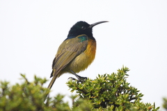 Anthobaphes violacea