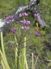 Comesperma retusum