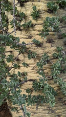 Fouquieria columnaris