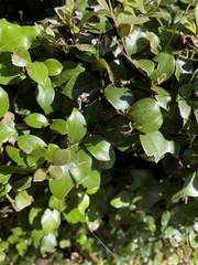 Lindera akoensis