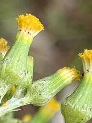 Senecio glomeratus longifructus