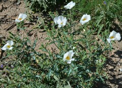 Argemone polyanthemos