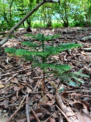 Araucaria heterophylla