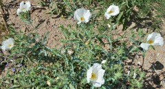 Argemone polyanthemos