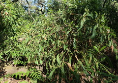 Pteridium esculentum