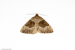 Pseudocoremia pergrata