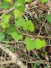 Calystegia tuguriorum