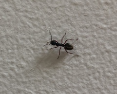 Dolichoderus doriae