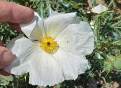 Argemone polyanthemos