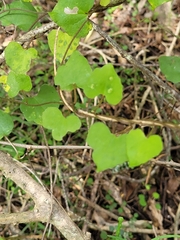 Calystegia tuguriorum