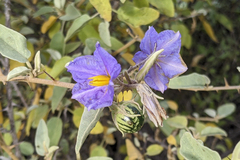Solanum hindsianum