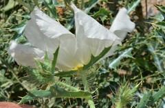 Argemone polyanthemos