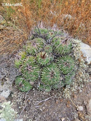 Echinofossulocactus