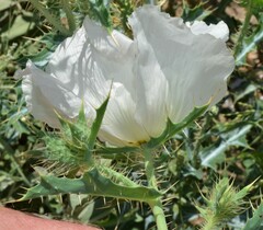 Argemone polyanthemos