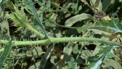 Argemone polyanthemos