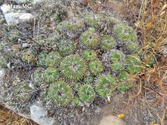 Echinofossulocactus
