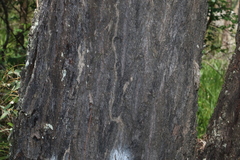 Eucalyptus crebra