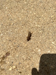 Neoscapteriscus vicinus