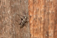 Acanthocinus obsoletus