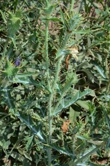 Argemone polyanthemos