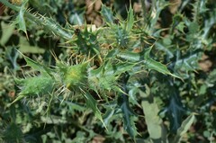 Argemone polyanthemos