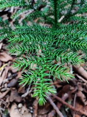 Araucaria heterophylla