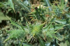 Argemone polyanthemos