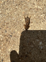 Neoscapteriscus vicinus