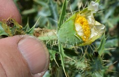 Argemone polyanthemos