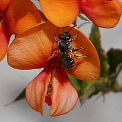 Chilalictus