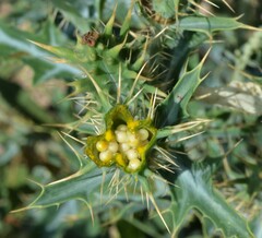 Argemone polyanthemos