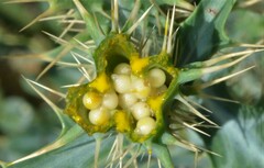 Argemone polyanthemos